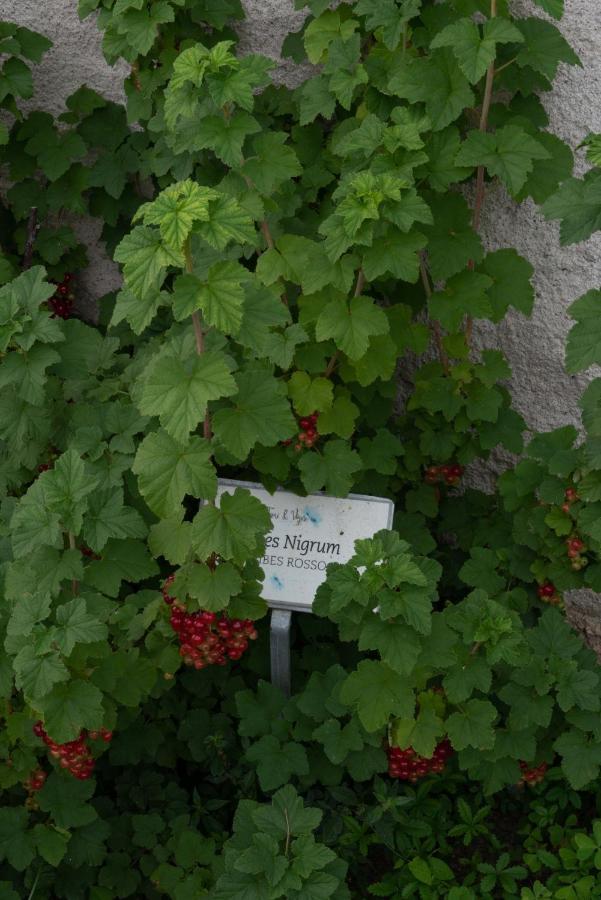 Villa Fiori&Vigne Di Cecilia Marcon Farra di Soligo Exterior foto
